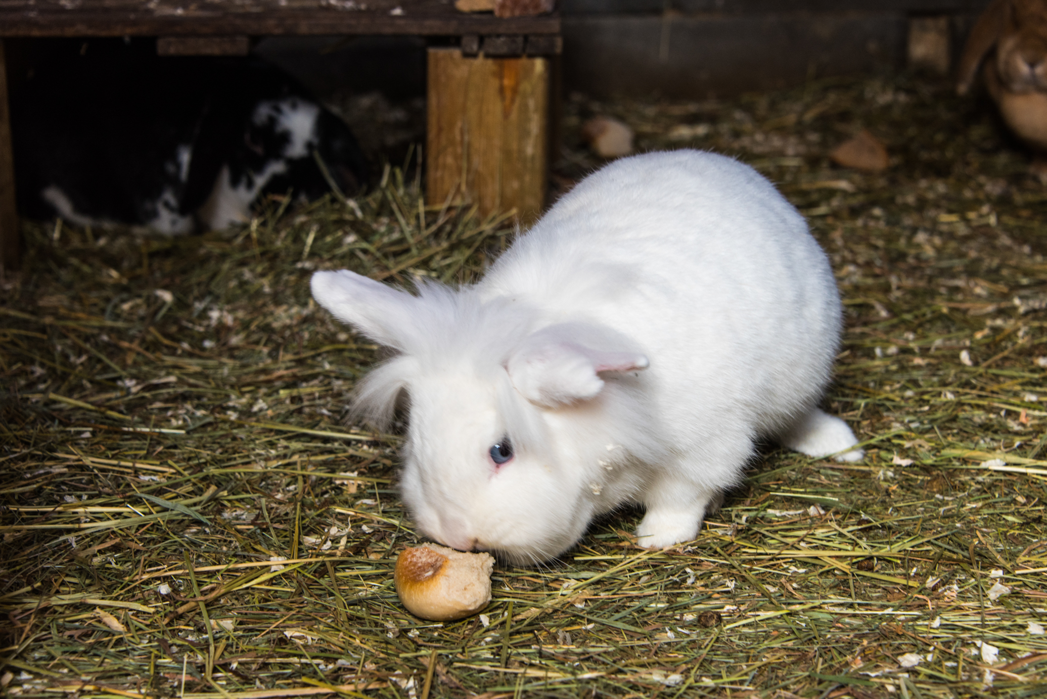 weißes Kaninchen isst ein StückBrot in der Wiese